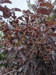 Contarinia virginianiae