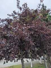 Contarinia virginianiae