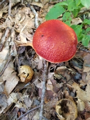 Exsudoporus frostii