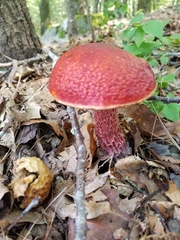 Exsudoporus frostii
