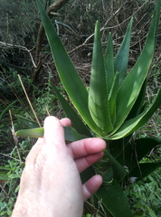 Aloiampelos commixta