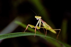 Callimantis antillarum