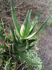 Aloiampelos commixta