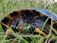 Trachemys scripta elegans
