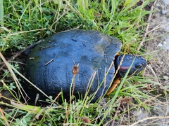 Trachemys scripta elegans