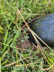 Trachemys scripta elegans