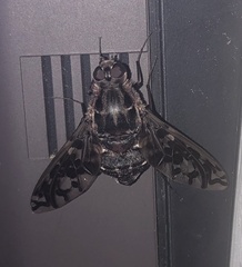 Xenox tigrinus
