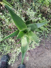 Aloiampelos commixta