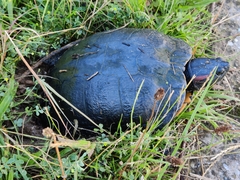 Trachemys scripta elegans