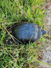 Trachemys scripta elegans