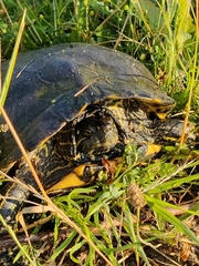 Trachemys scripta elegans
