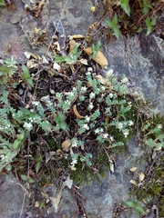 Sedum potosinum