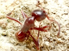Austroponera castaneicolor