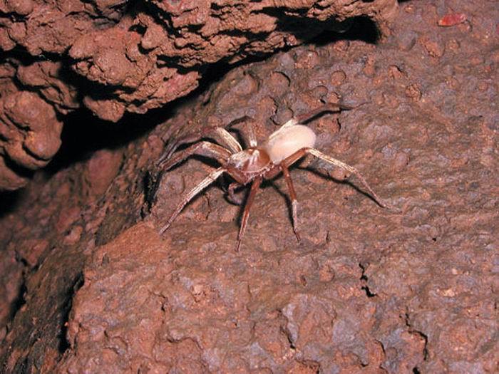 Adelocosa
