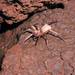 Kaua'i Cave Wolf Spider - Photo Smith, Gordon, no known copyright restrictions (public domain)