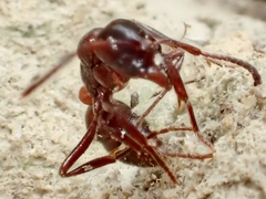 Austroponera castaneicolor