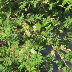 Mimosa aculeaticarpa biuncifera