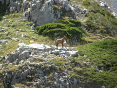 Rupicapra pyrenaica parva