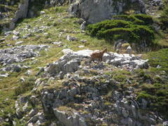 Rupicapra pyrenaica parva