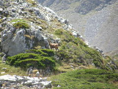 Rupicapra pyrenaica parva