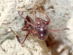 Austroponera castaneicolor