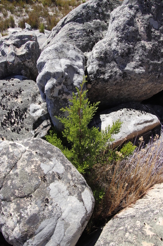 Image of Widdringtonia cedarbergensis by (c) Tony Rebelo, some rights reserved (CC BY-SA)