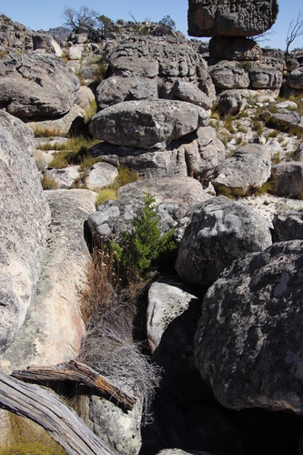 Image of Widdringtonia cedarbergensis by (c) Tony Rebelo, some rights reserved (CC BY-SA)