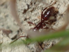 Austroponera castaneicolor
