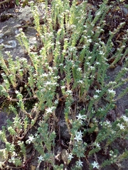 Sedum potosinum