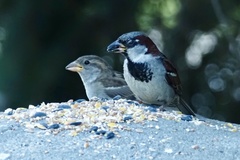 Passer domesticus