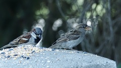 Passer domesticus