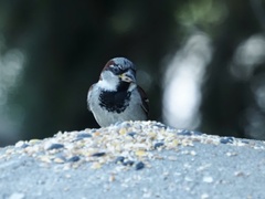 Passer domesticus
