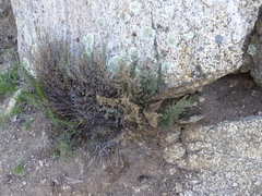 Pellaea mucronata mucronata