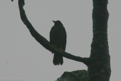 Turdus serranus