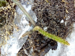 Selenicereus spinulosus