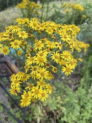 Jacobaea vulgaris