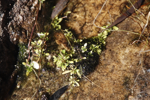 Image of Wimmerella arabidea by (c) Tony Rebelo, some rights reserved (CC BY-SA)