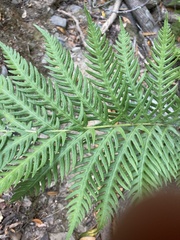 Woodwardia fimbriata image