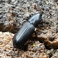Cossonus