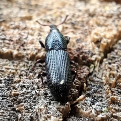 Cossonus