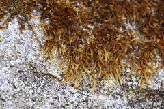 Breutelia substricta