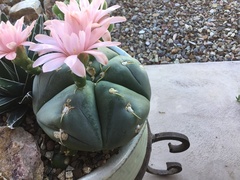 Lophophora