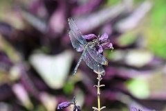 Libellula axilena
