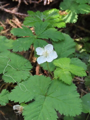 Anemonastrum deltoideum