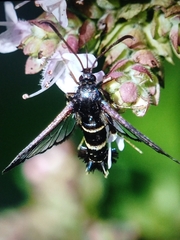 Synanthedon flaviventris