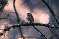 Troglodytes aedon brunneicollis
