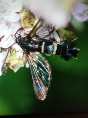 Synanthedon flaviventris