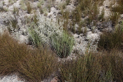 Indigofera gifbergensis