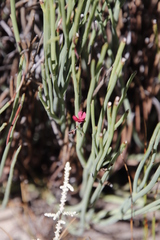 Indigofera gifbergensis