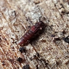 Thoracophorus costalis